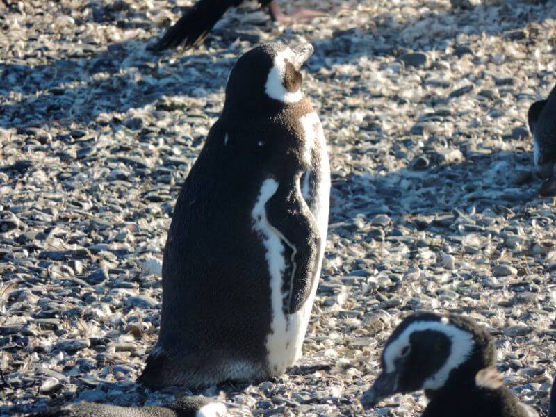 Pinguinera