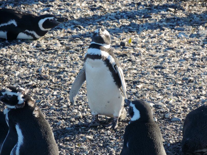 Pinguinera