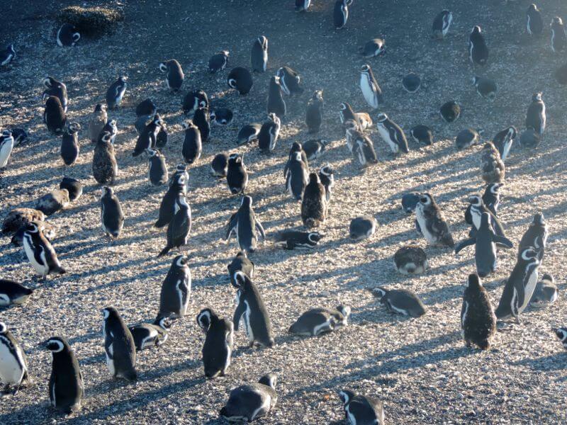 Pinguinera