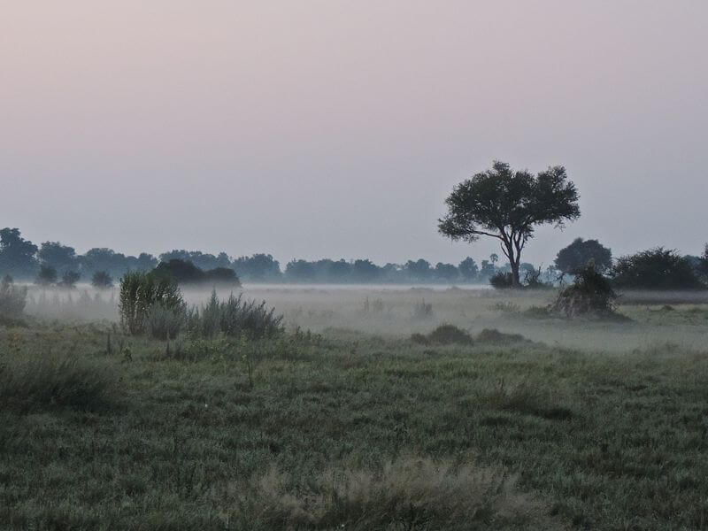 Savana, 6am Foto: magari blu