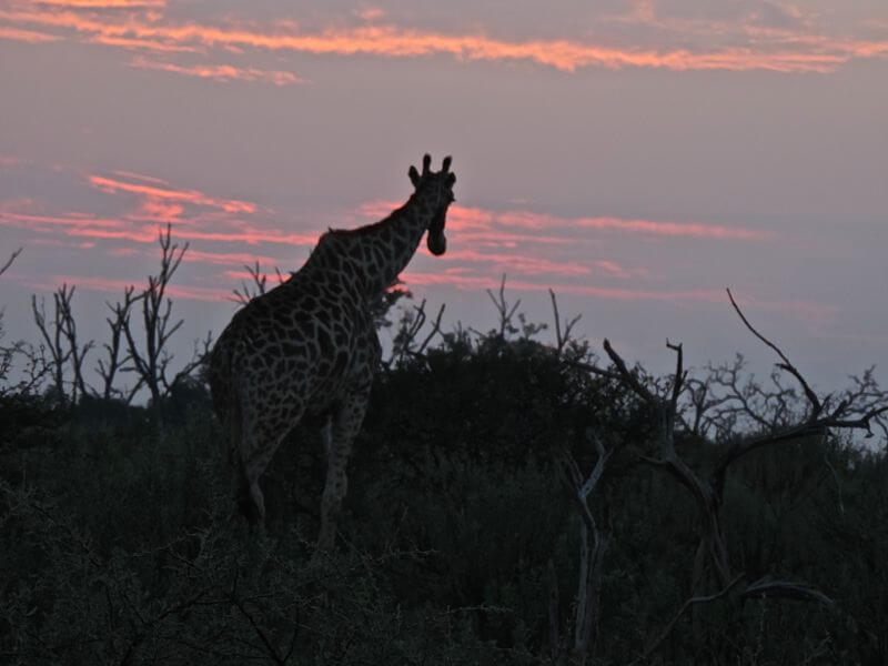 Girafa ao amanhecer Foto: magari blu
