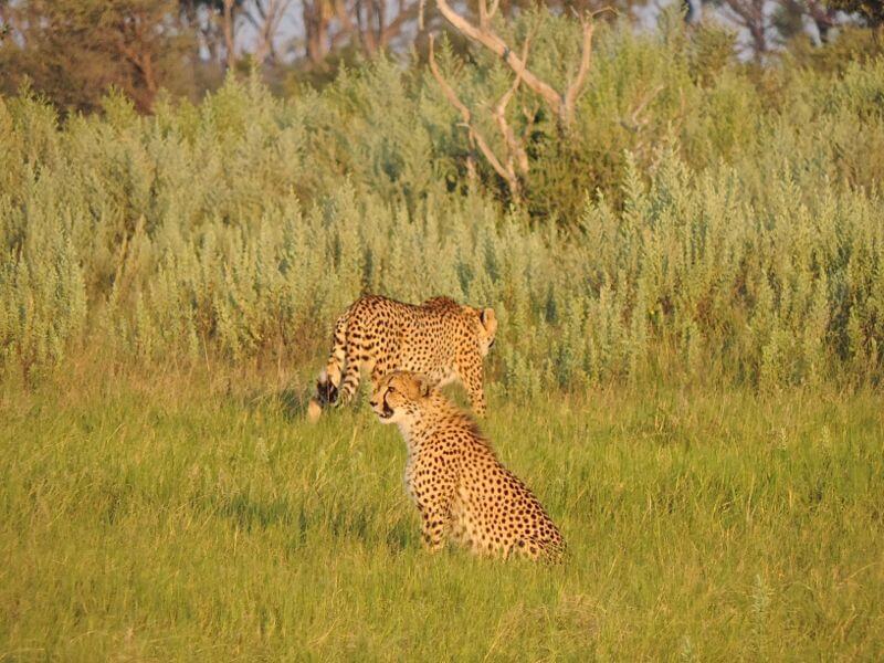 Guepardos, as cheetahs Foto: magari blu