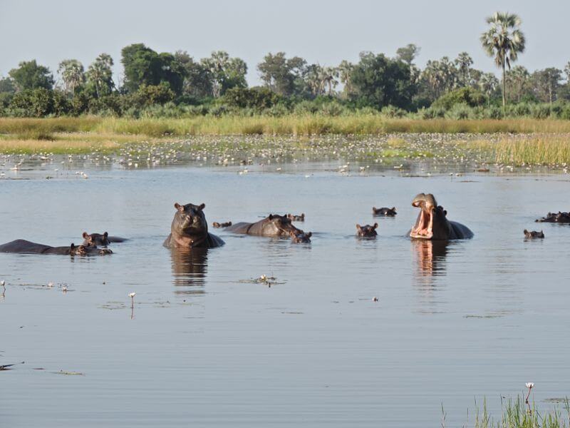 Hipópotamos no Delta do Okavango Foto: magari blu