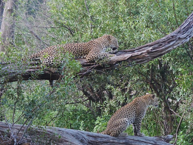 Os leopardos adoram ficar em cima das árvores Foto: magari blu