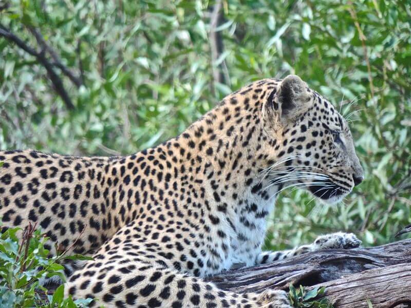 Um dos 5 leopardos avistados na área Foto: magari blu