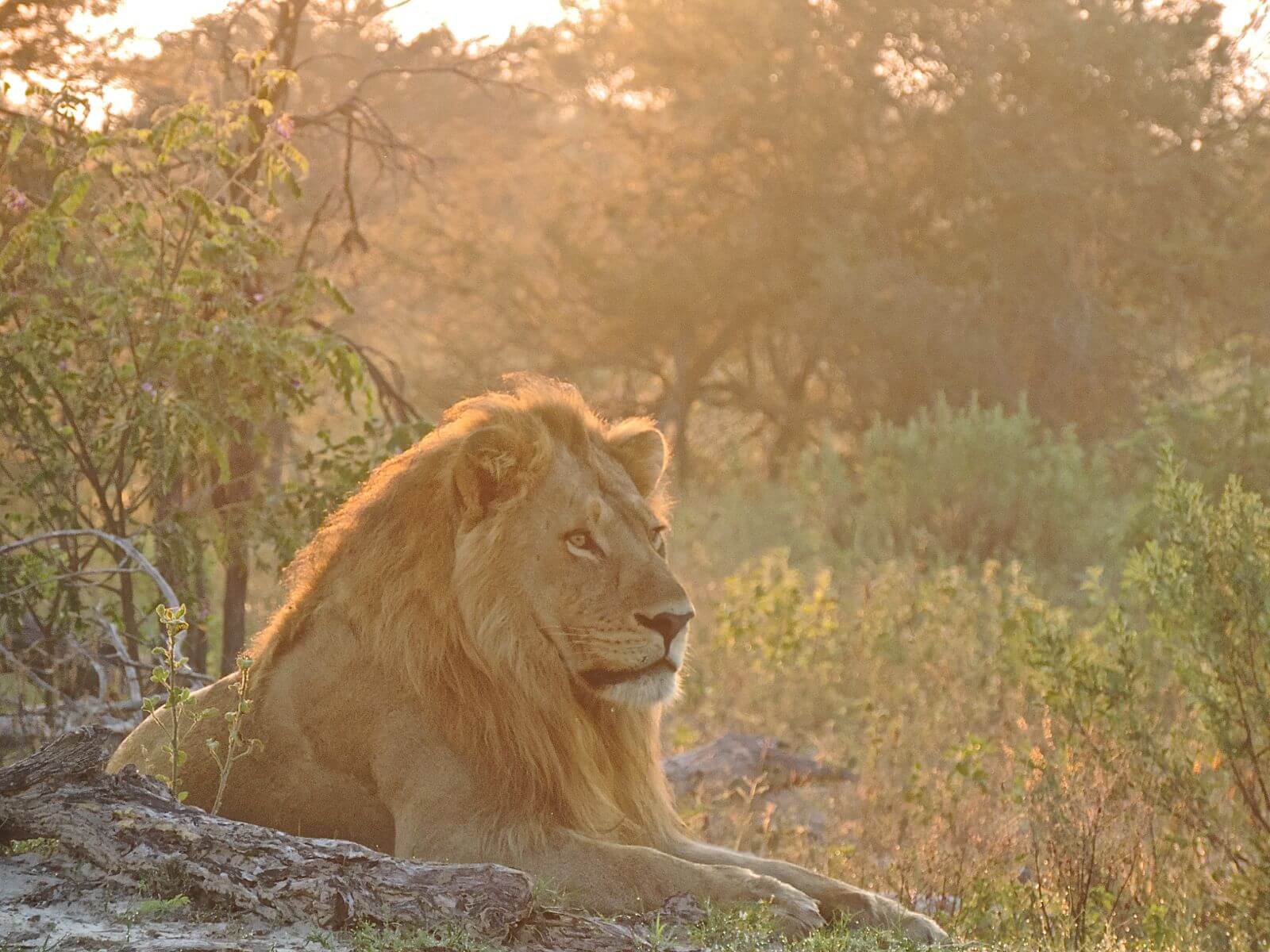 O rei da selva Foto: magari blu