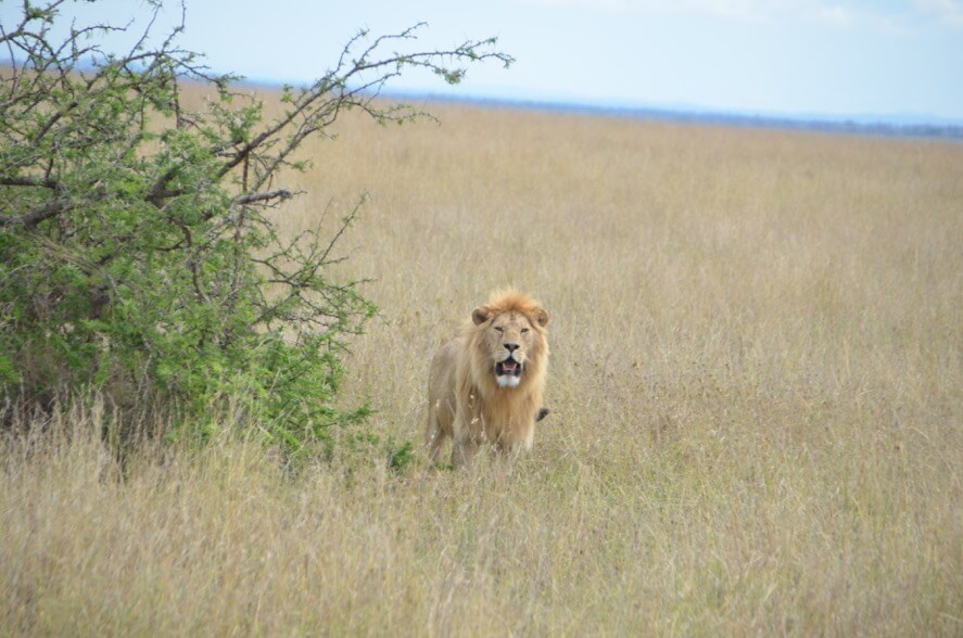 Serengeti Foto: Fernanda Fleury