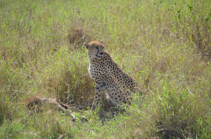 Serengeti Foto: Fernanda Fleury