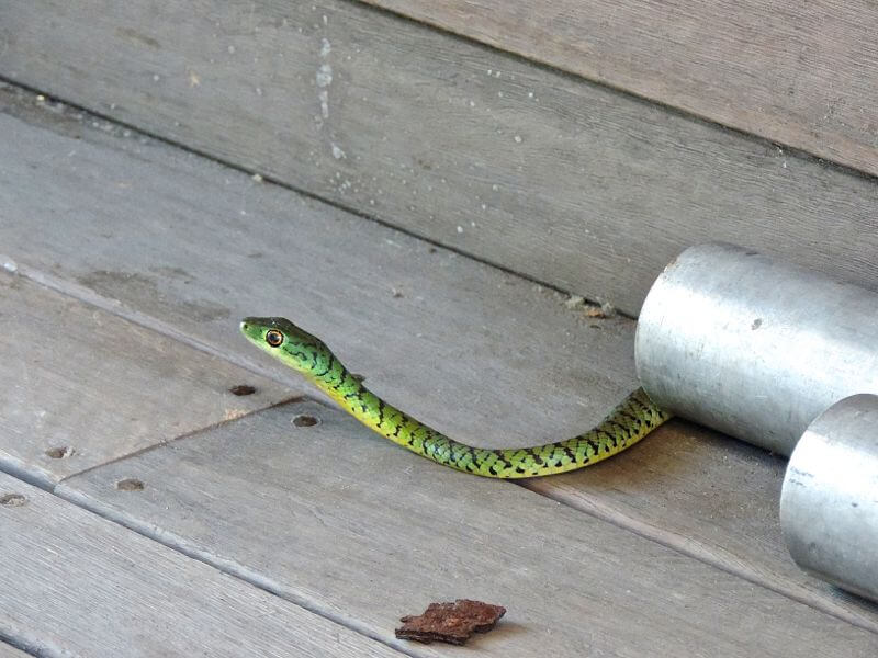Cobra não venenosa: Visitinha inesperada Foto: magari blu