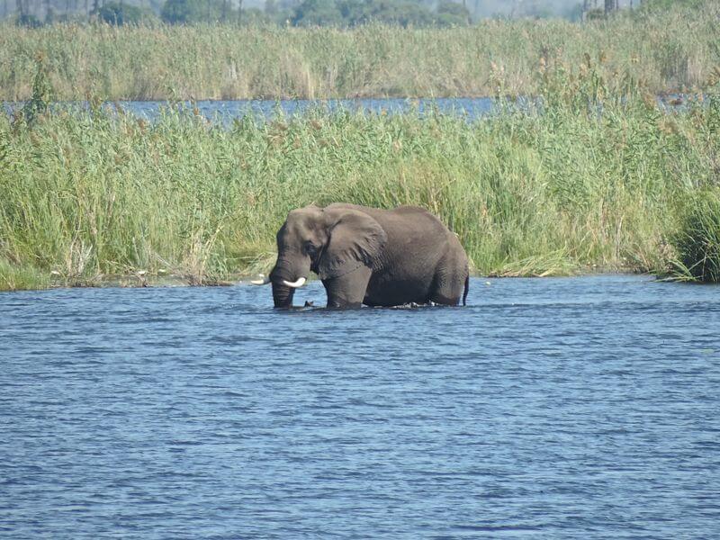 Elefante atravessando o rio em frente ao camp Foto: magari blu