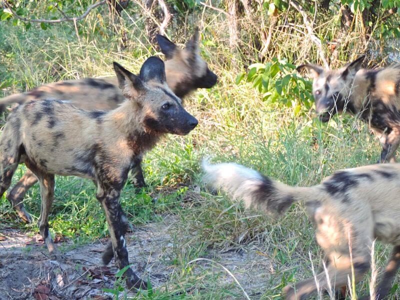 Cachorros selvagens Foto: magari blu