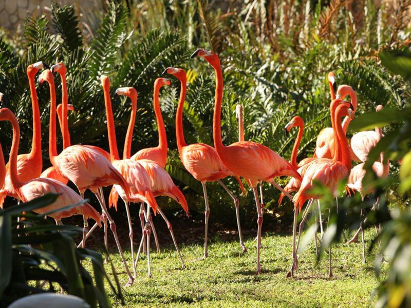 Flamingos no Jungle Island Foto: Reprodução