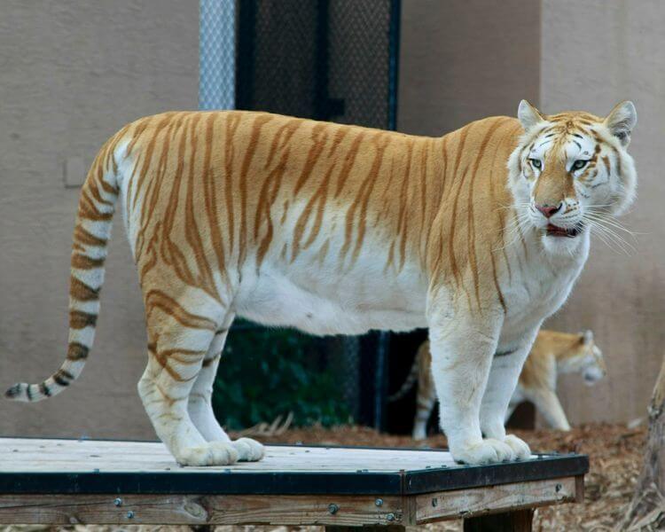 Liger Foto: Reprodução