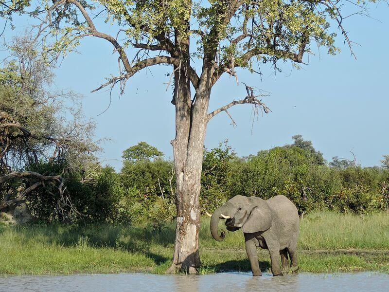 Elefante bebendo água Foto: magari blu