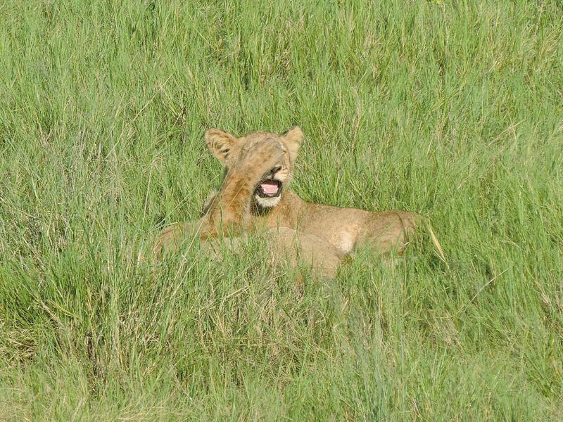 E eu assistindo tudo de camarote! Foto: magari blu