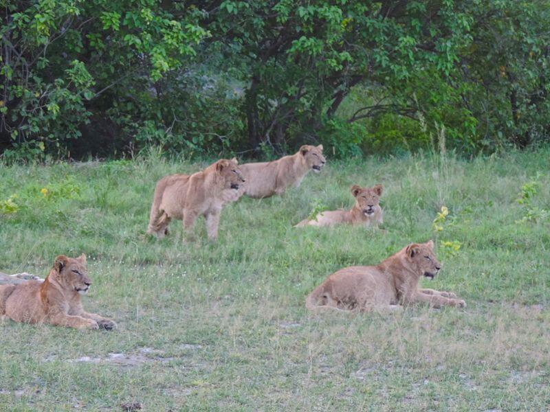 Os leões Foto: magari blu