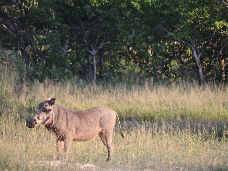 O tipo de javali que inspirou a personagem Pumba de "O Rei Leão" Foto: magari blu
