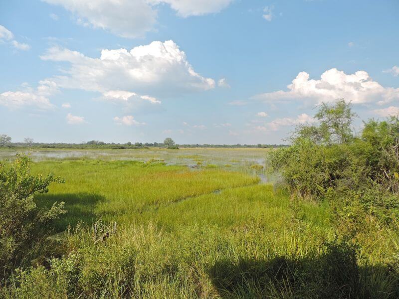 Delta do Okavango Foto: magari blu