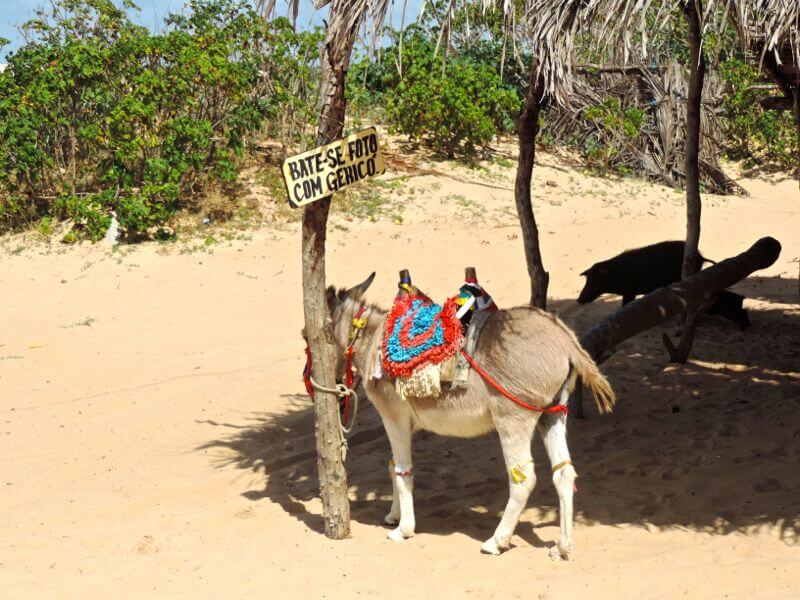 Quem quer uma fotinho com o jegue? Foto: magari blu