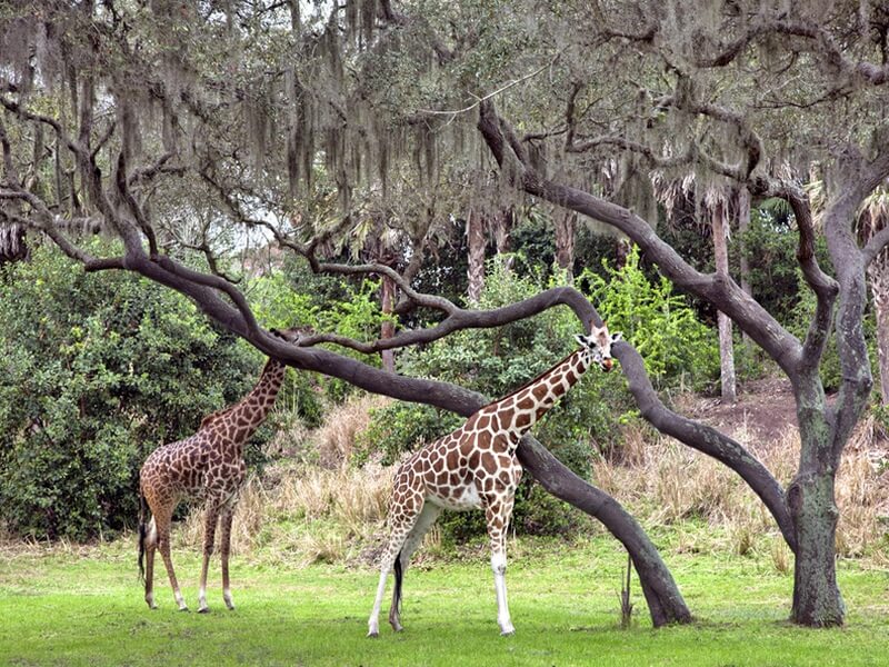 Animal Kingdom Foto: Teresa Perez Tours