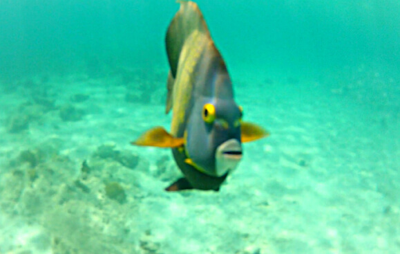 Olha um peixinho! Foto: Marina Fonseca