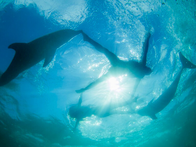Dolphin Explorer Foto: Divulgação