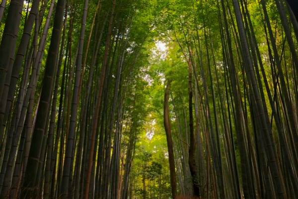 Floresta-de-bambu-Arashiyama
