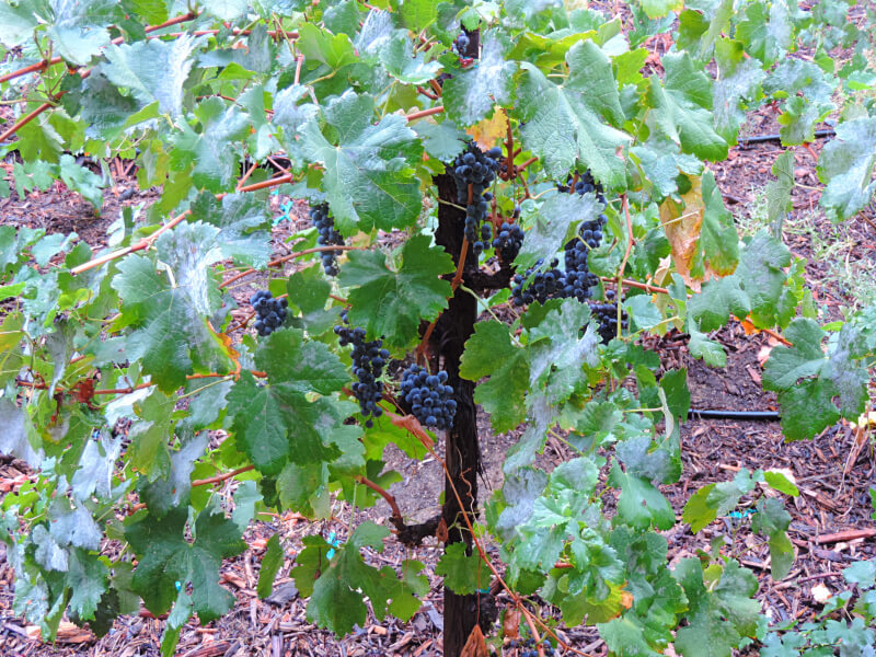 Temecula - winery2