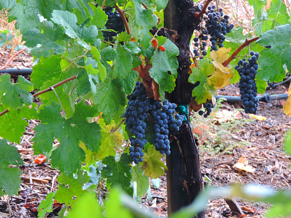 Uvas crescendo em Temecula Valley Foto: magari blu