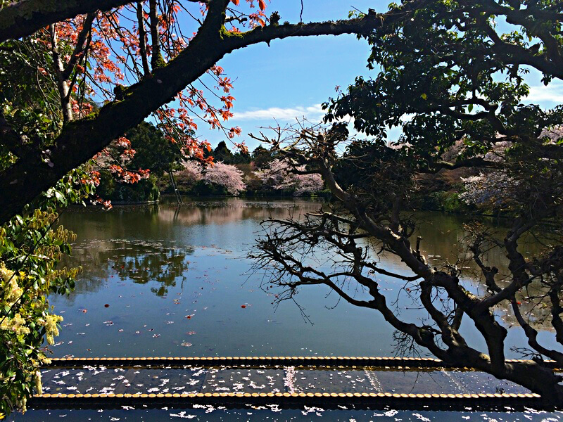 Parque em Kyoto Foto: Luiza Rodas