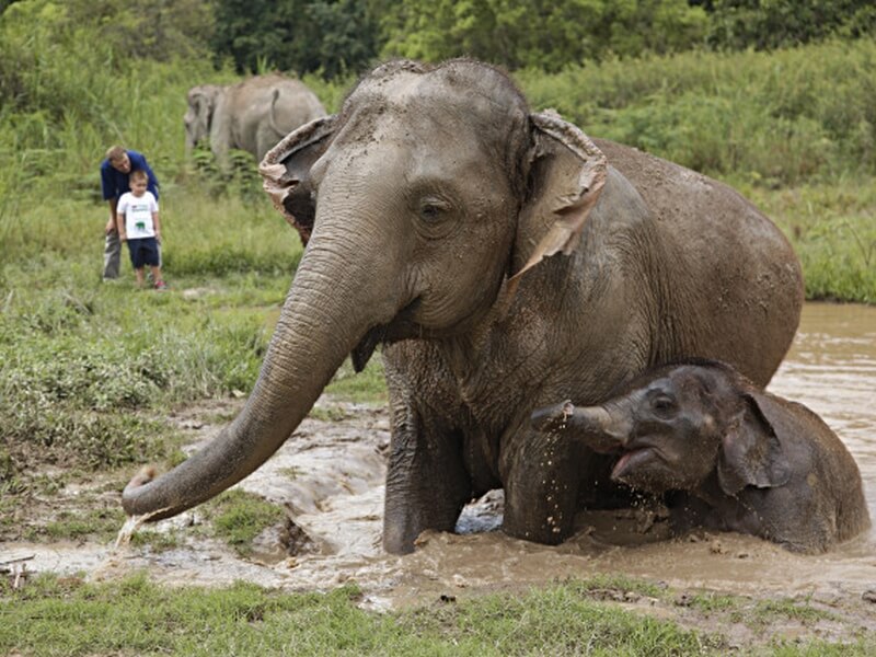 Anantara Golden Triangle Elephant Camp & Resort Foto: Divulgação