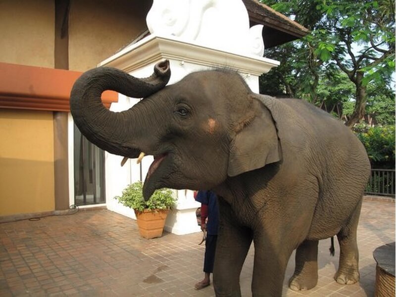  Anantara Golden Triangle Elephant Camp & Resort Foto: Divulgação