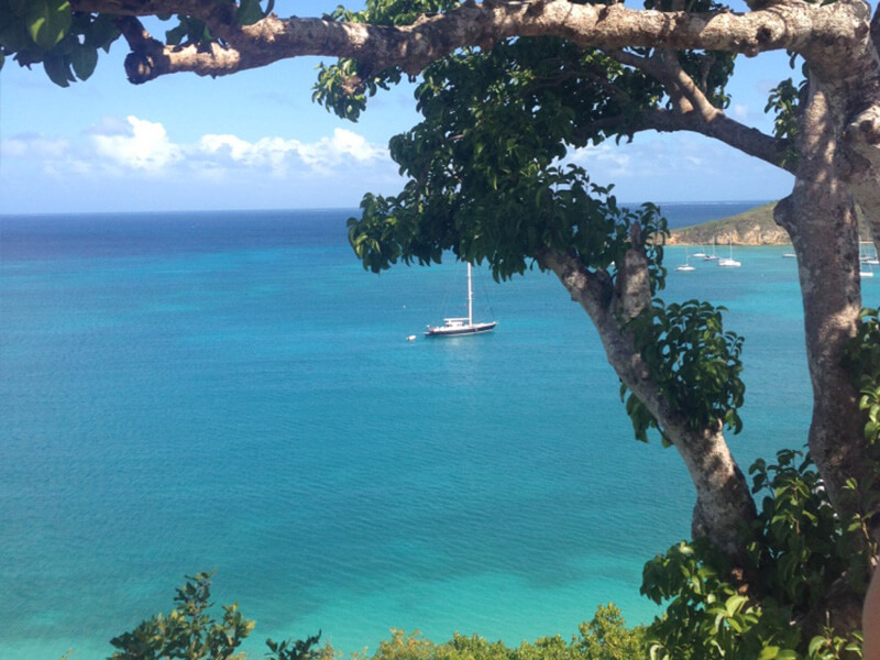 Anguilla Foto: Marina Fonseca