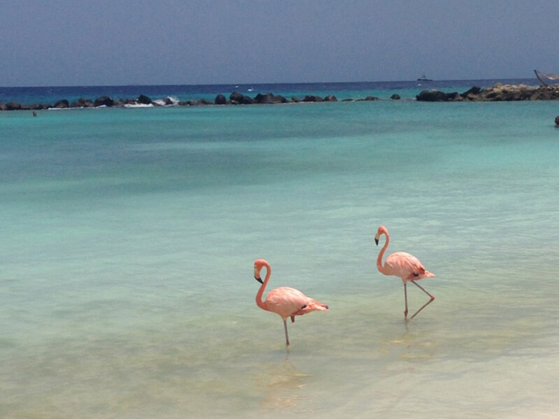 Flamingo Beach Foto: Marina Fonseca