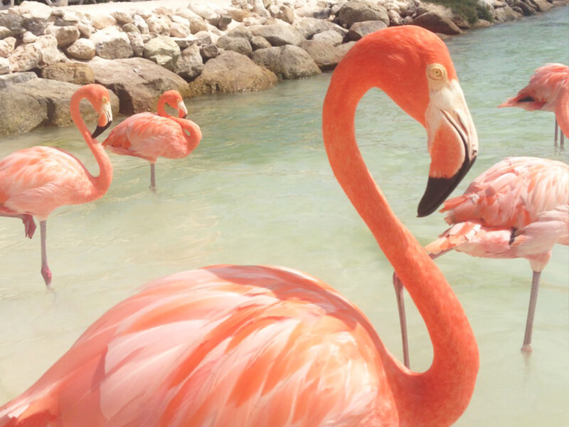 Flamingo Beach Foto: Marina Fonseca