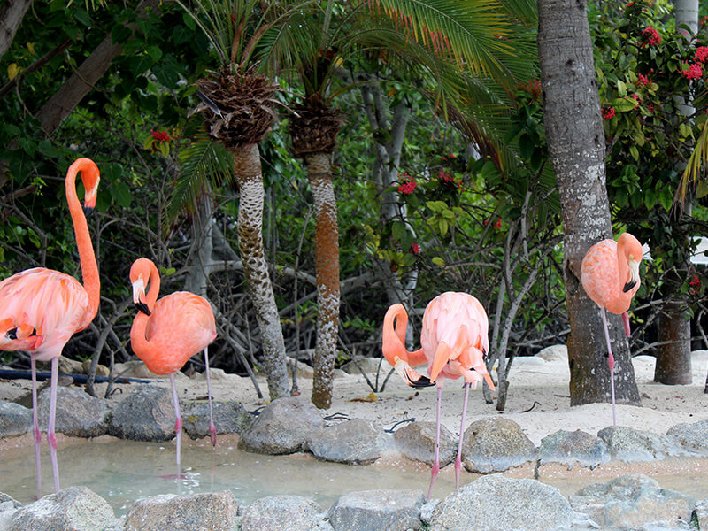 Flamingo Beach Foto: Marina Fonseca