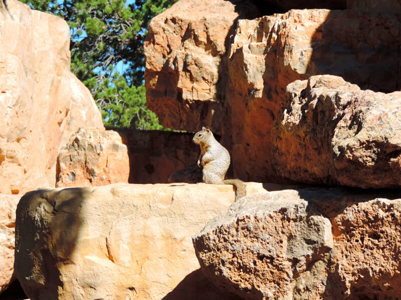 Esquilinho no Grand Canyon Foto: magari blu