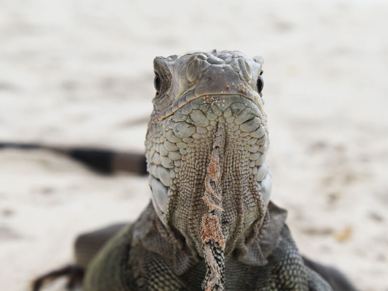 Iguana Foto: Marina Fonseca