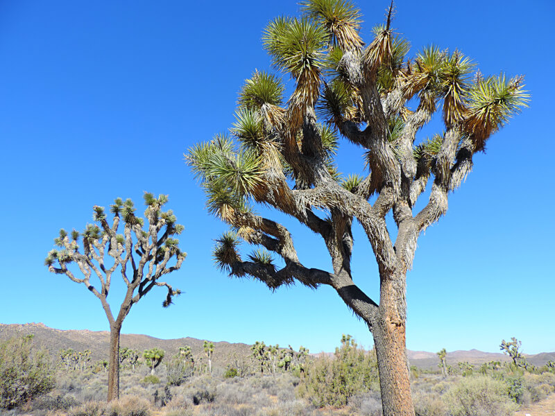 As Joshua Trees Foto: magari blu