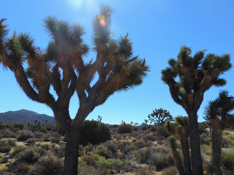 As Joshua Trees Foto: magari blu
