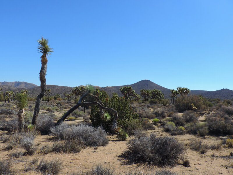Joshua Tree National Park Foto: magari blu