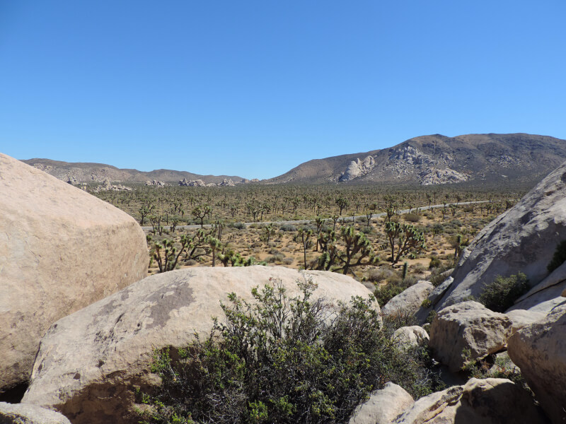Joshua Tree National Park Foto: magari blu