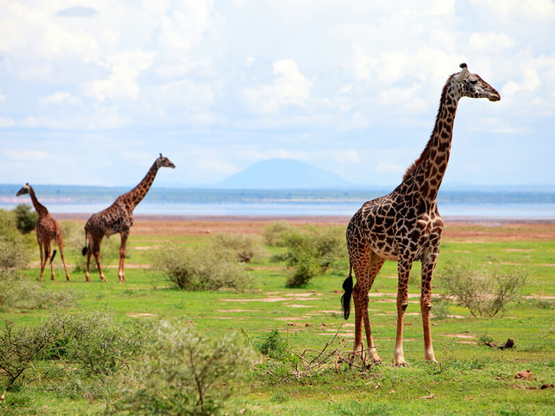 Parque Nacional Lake Manyara Foto: Teresa Perez Tours