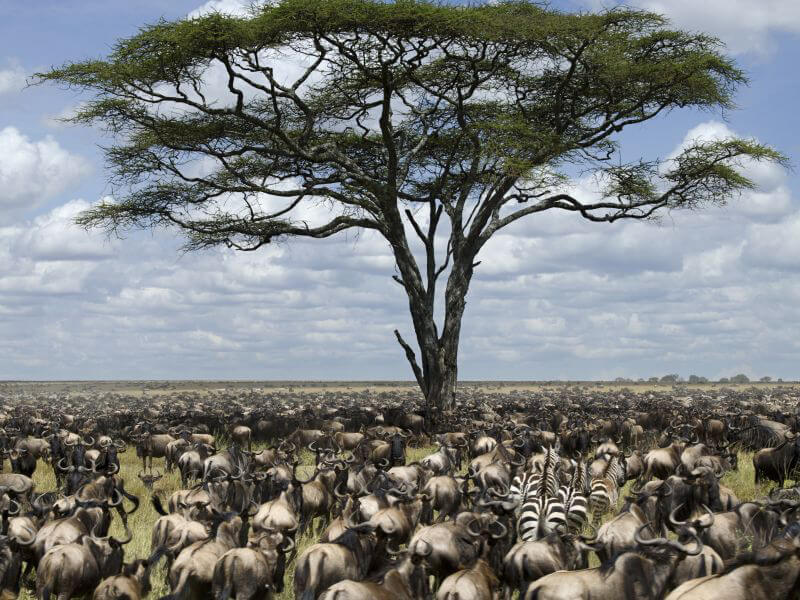 Parque Nacional do Serengeti Foto: Teresa Perez Tours