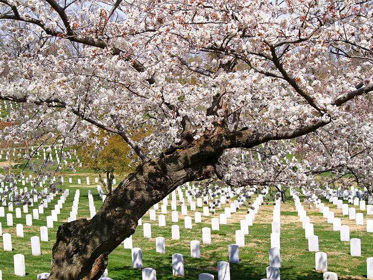 Cemitério Militar de Arlington, em Washington, onde está enterrado o ex-presidente John Kennedy Foto: Reprodução