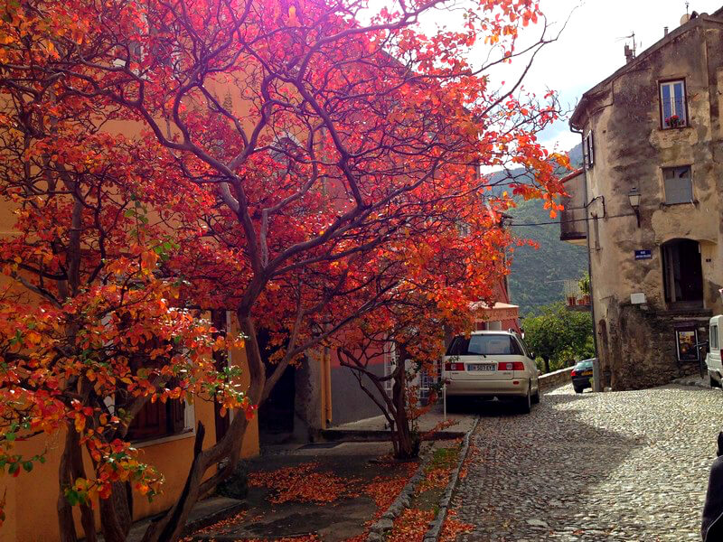 Cores do outono em Corte Foto: Sara Meirinho