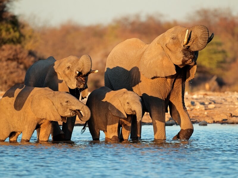 Parque Nacional Etosha Foto: Teresa Perez Tours