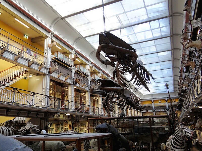 The National Museum of Ireland - Natural History Foto: Reprodução