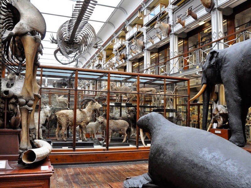 The National Museum of Ireland - Natural History Foto: Reprodução