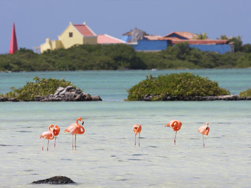 Santuário dos flamingos Foto: Divulgação